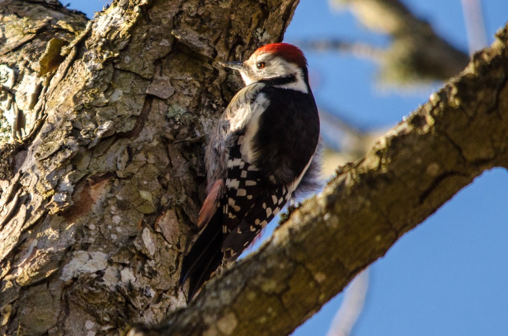 Tammitikka_(c)_Timo _Nuoranen